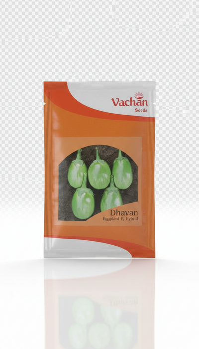 Dhavan F1 Eggplant Hybrid | Home Gardening Seeds