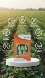 Dhavan F1 Eggplant Hybrid | Home Gardening Seeds