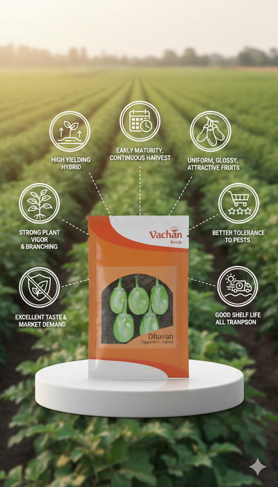 Dhavan F1 Eggplant Hybrid | Home Gardening Seeds