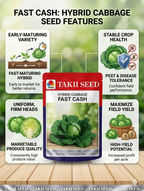 Hybrid Cabbage Fast Cash F1 Seeds | Early Maturity High Yield Green Cabbage Variety
