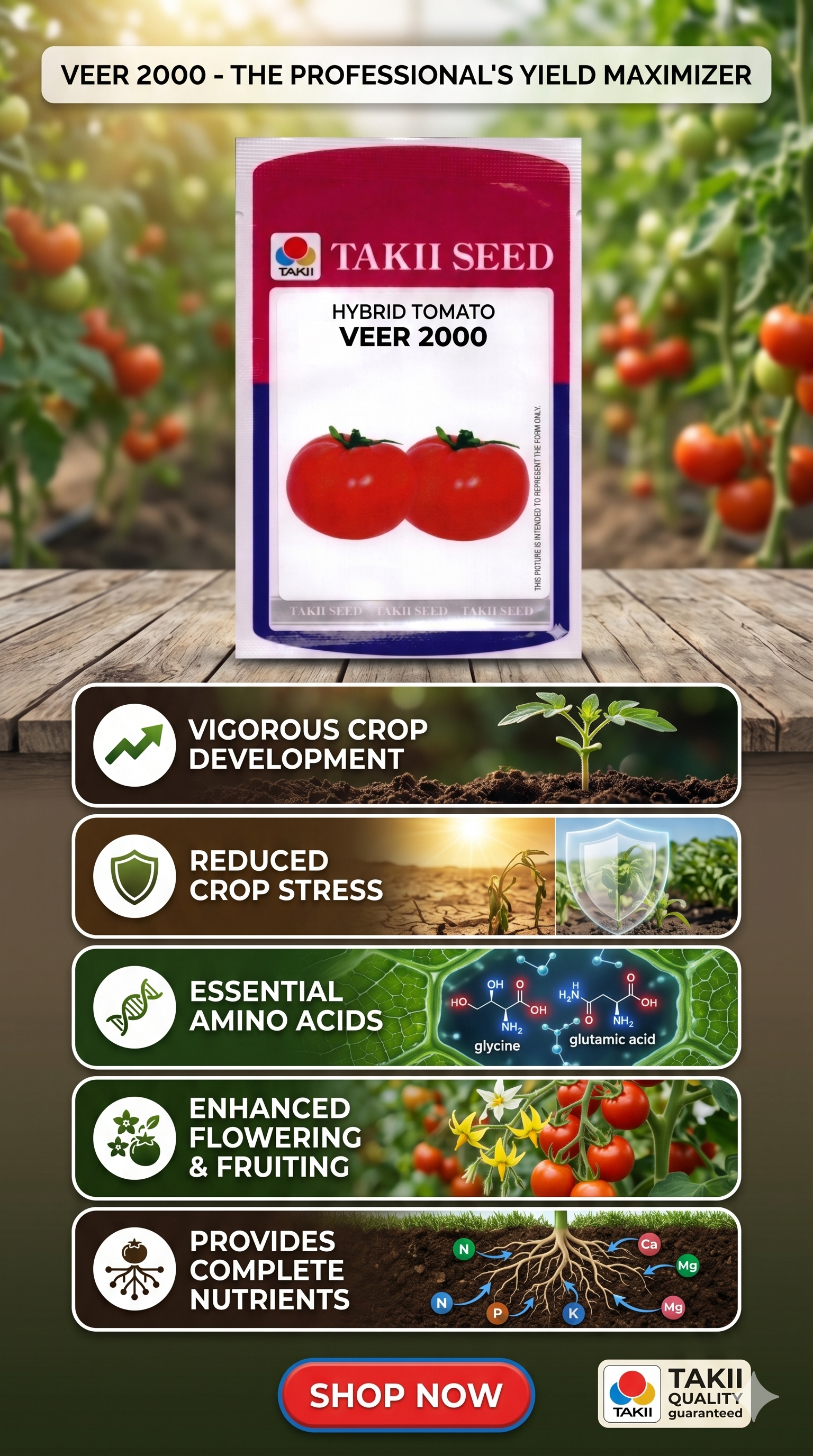Hybrid Tomato Veer 2000 F1 Seeds | High Yield Red Tomato Variety