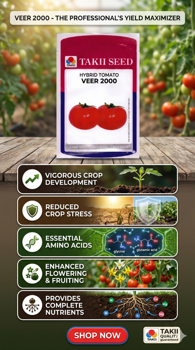 Hybrid Tomato Veer 2000 F1 Seeds | High Yield Red Tomato Variety