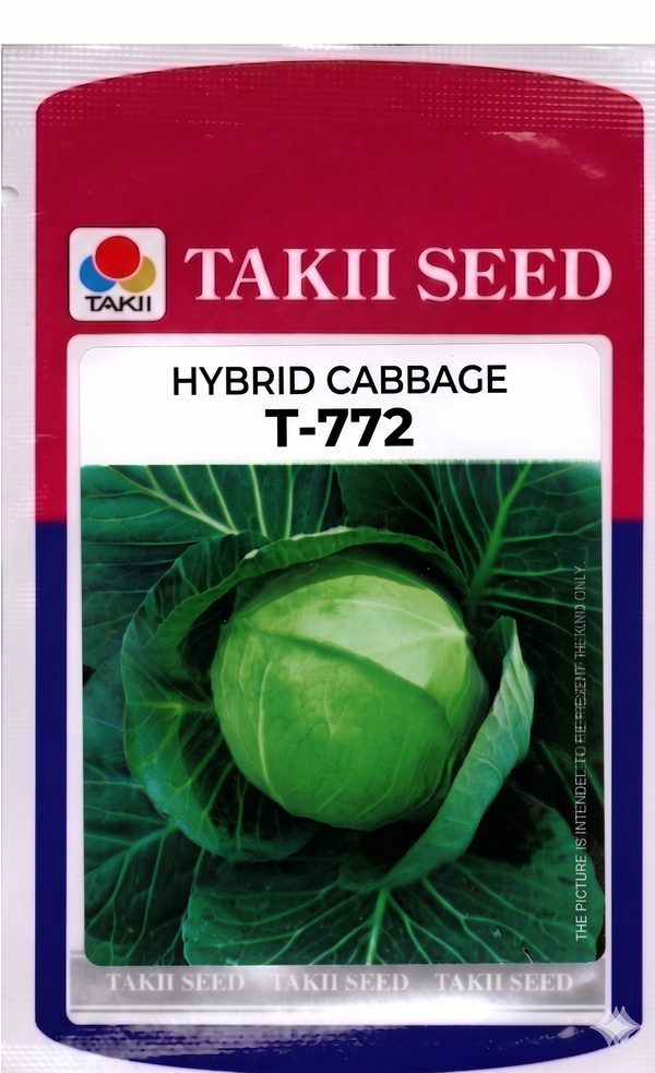 Hybrid Cabbage T-772 F1 Seeds | High Yield Compact Green Cabbage Variety