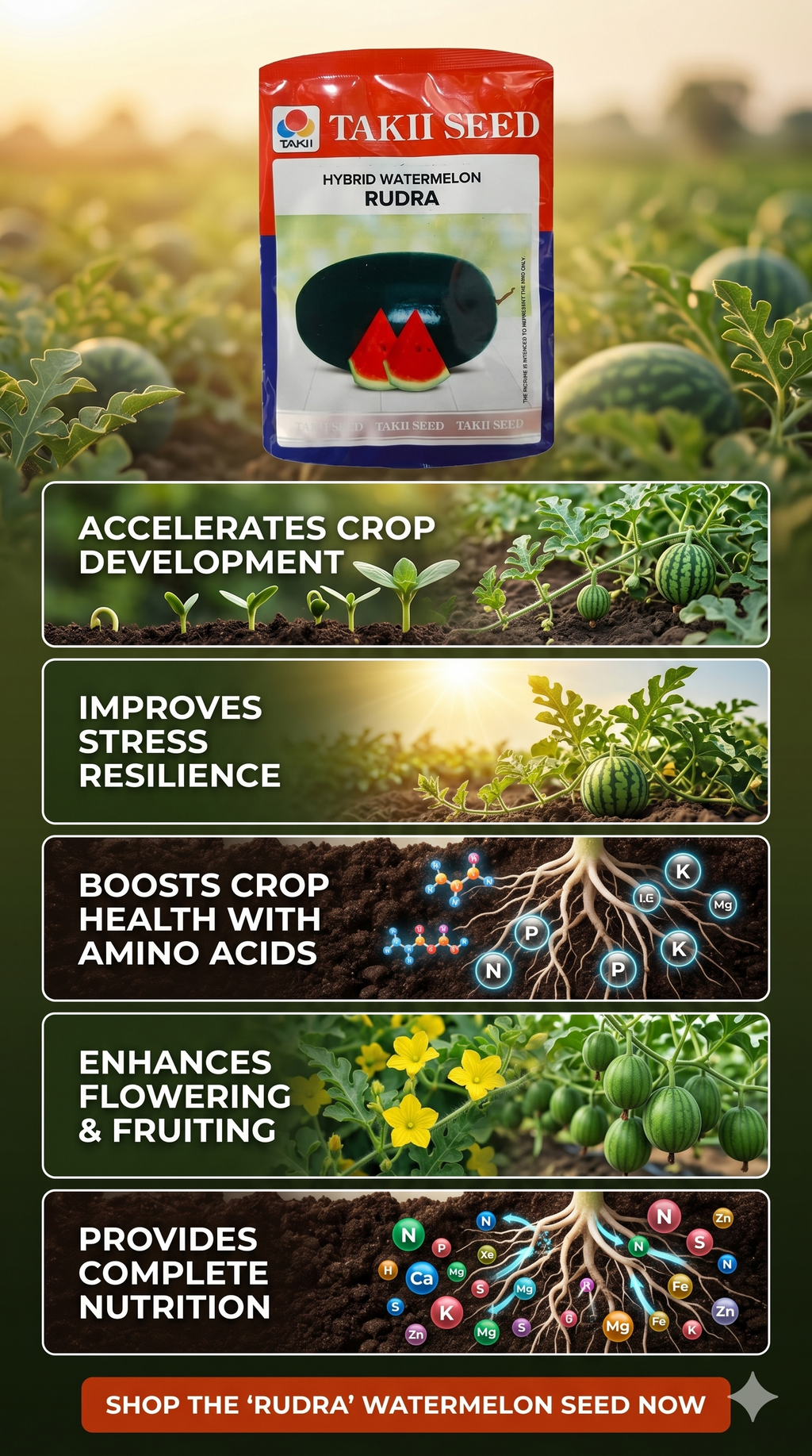 Hybrid Watermelon Rudra F1 Seeds | High Yield Red Flesh Watermelon Variety