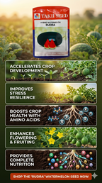 Hybrid Watermelon Rudra F1 Seeds | High Yield Red Flesh Watermelon Variety