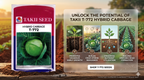 Hybrid Cabbage T-772 F1 Seeds | High Yield Compact Green Cabbage Variety