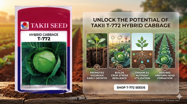 Hybrid Cabbage T-772 F1 Seeds | High Yield Compact Green Cabbage Variety