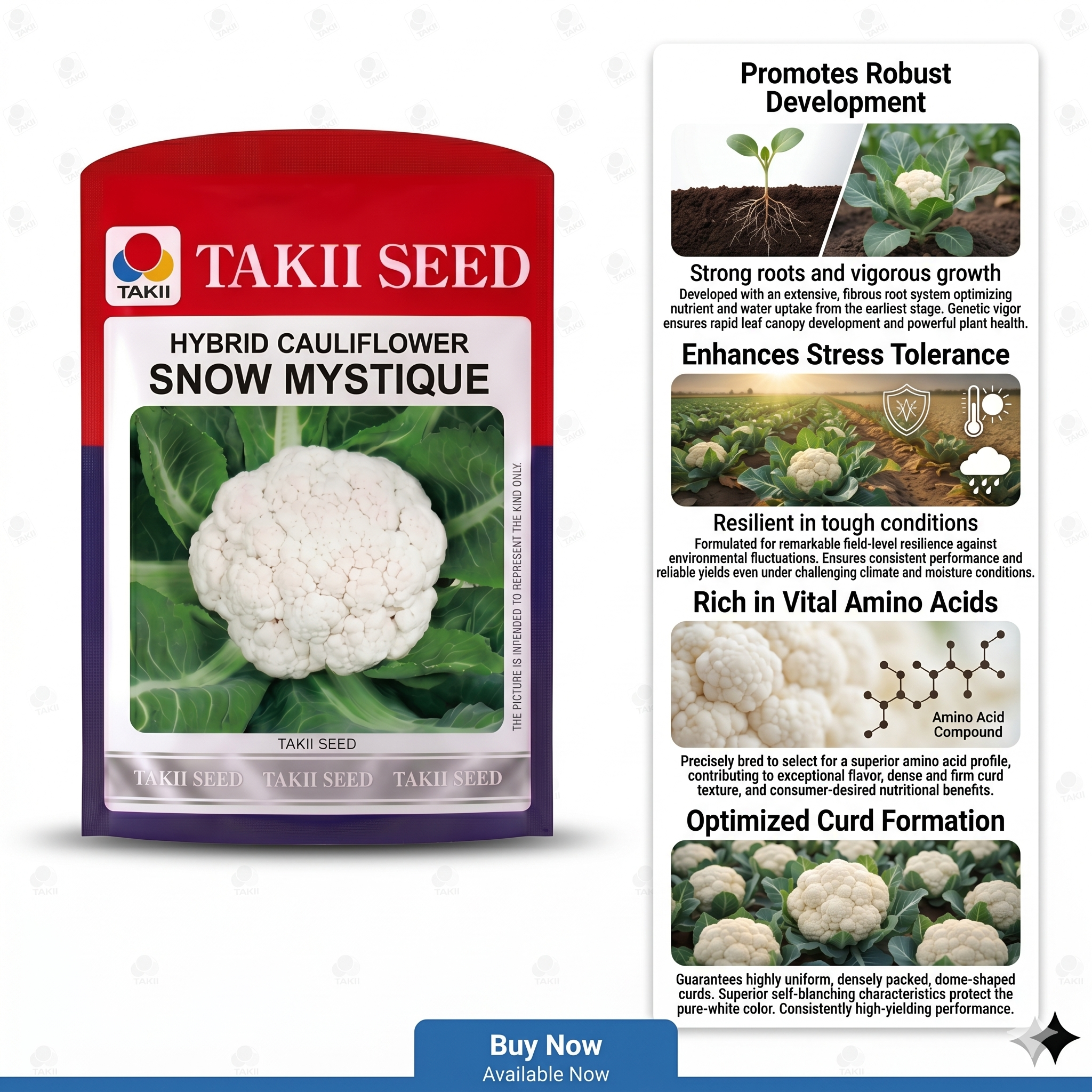 best cauliflower seeds Rabi season