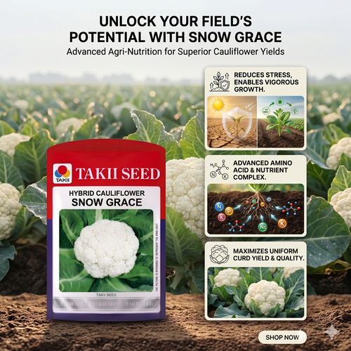 best all season gobi seeds India