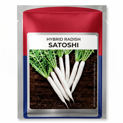 Radish