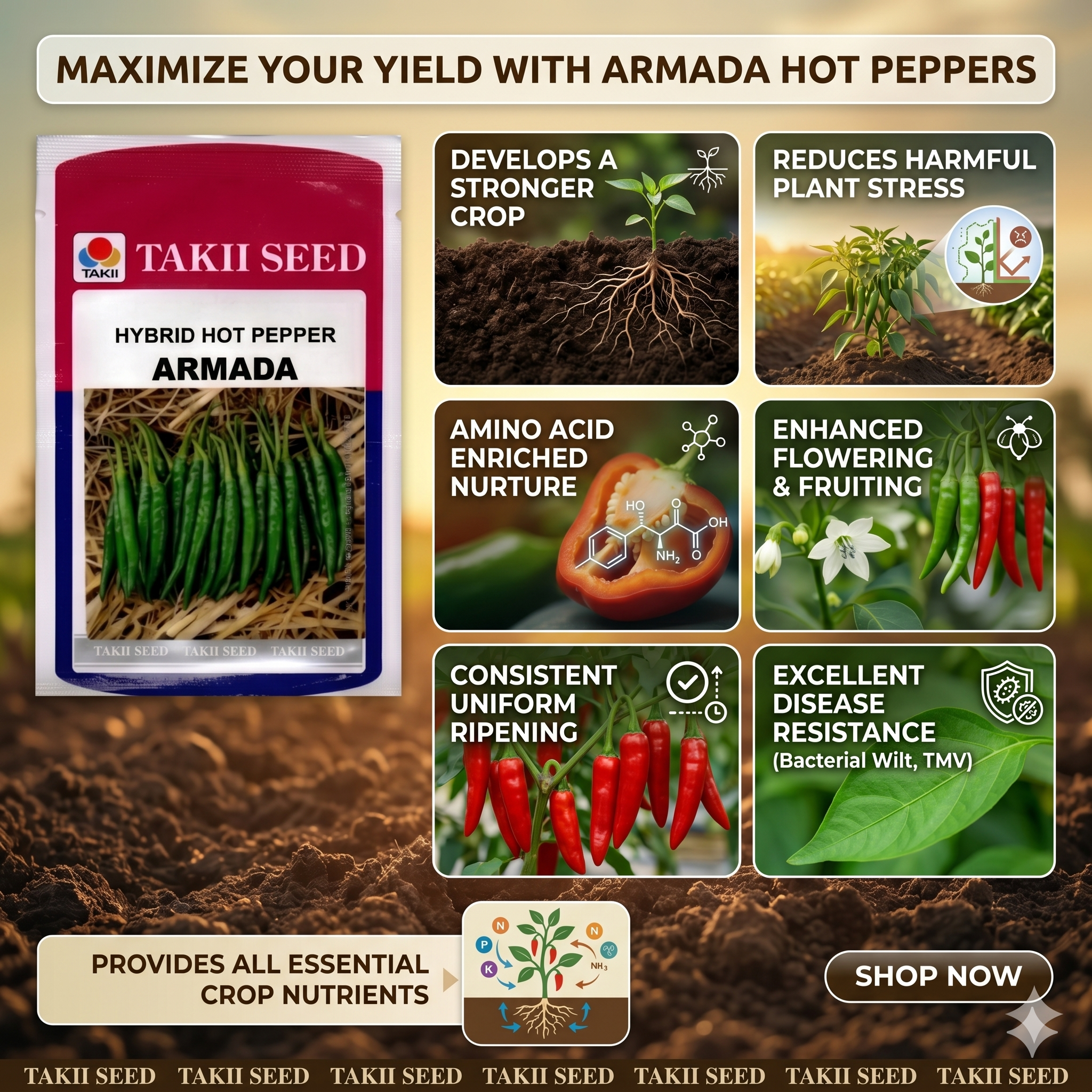 best chilli seeds commercial farming 