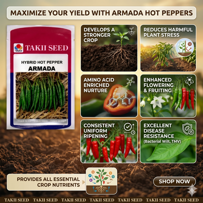 best chilli seeds commercial farming 