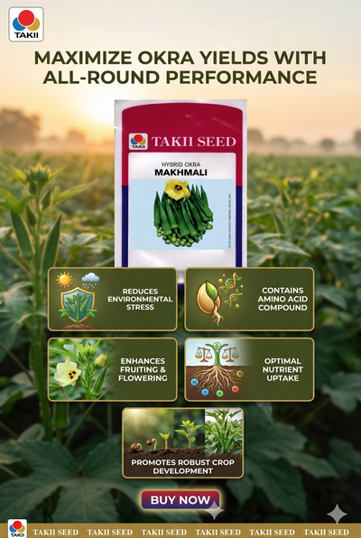hybrid bhindi seeds online India