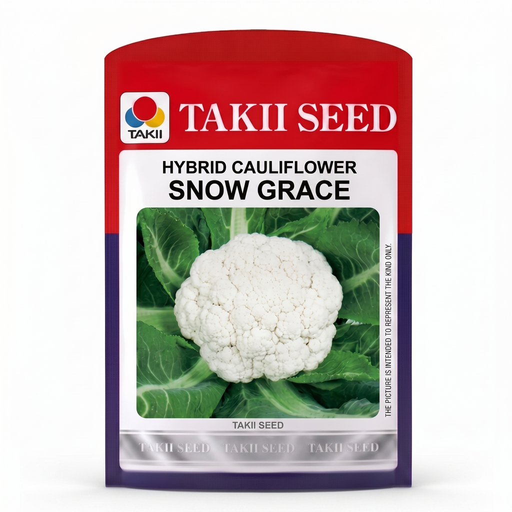 all season cauliflower seeds India