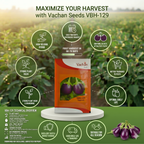 Vbh 129 F1 Eggplant Seeds – High Yield Hybrid