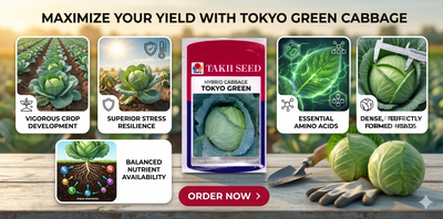 Hybrid Cabbage Tokyo Green F1 Seeds | High Yield Green Cabbage Variety