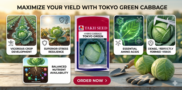 Hybrid Cabbage Tokyo Green F1 Seeds | High Yield Green Cabbage Variety