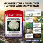 Takii Snow Crown cauliflower seeds