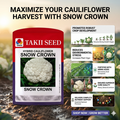 Takii Snow Crown cauliflower seeds