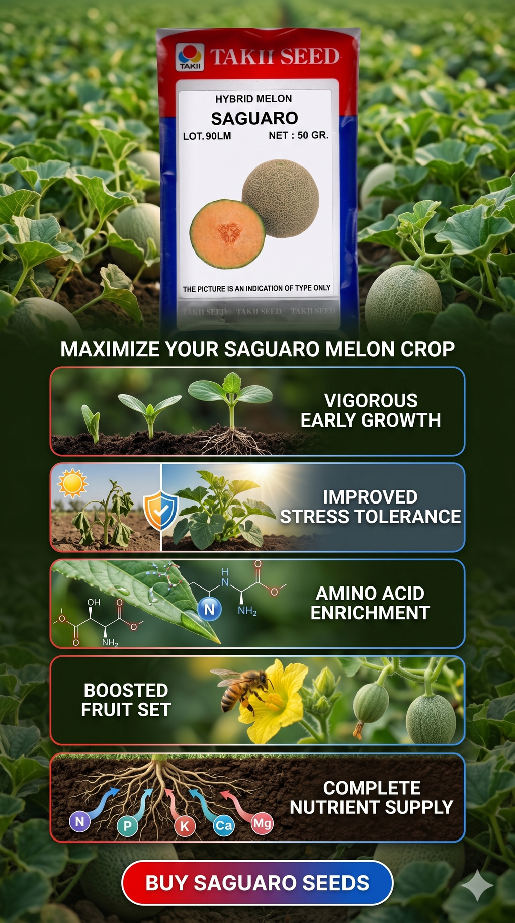Hybrid Musk Melon Saguaro F1 Seeds | High Yield Muskmelon Variety
