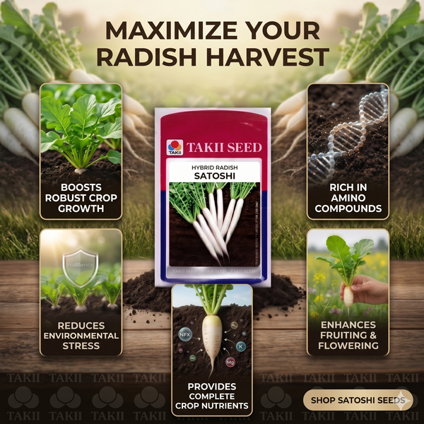 Hybrid Radish Satoshi F1 Seeds | High Yield White Radish Variety