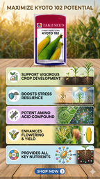 Hybrid Sweet Corn Kyoto 102 F1 Seeds | High Yield Sweet Corn Variety