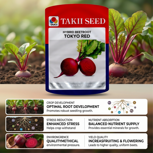  beetroot chakundar seeds 
