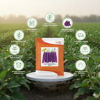 Hiral (VEGH 444) F1 Eggplant Hybrid | Home Gardening Seeds