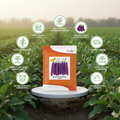 Hiral (VEGH 444) F1 Eggplant Hybrid | Home Gardening Seeds