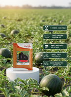 Honey Ball F1 Watermelon Hybrid | Home Gardening Seeds