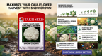 Hybrid Cauliflower Snow Crown F1 Seeds | High Yield Snow White Cauliflower Variety