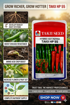 Hybrid Hot Pepper Takii HP 55 F1 Seeds | High Yield Spicy Chilli Variety