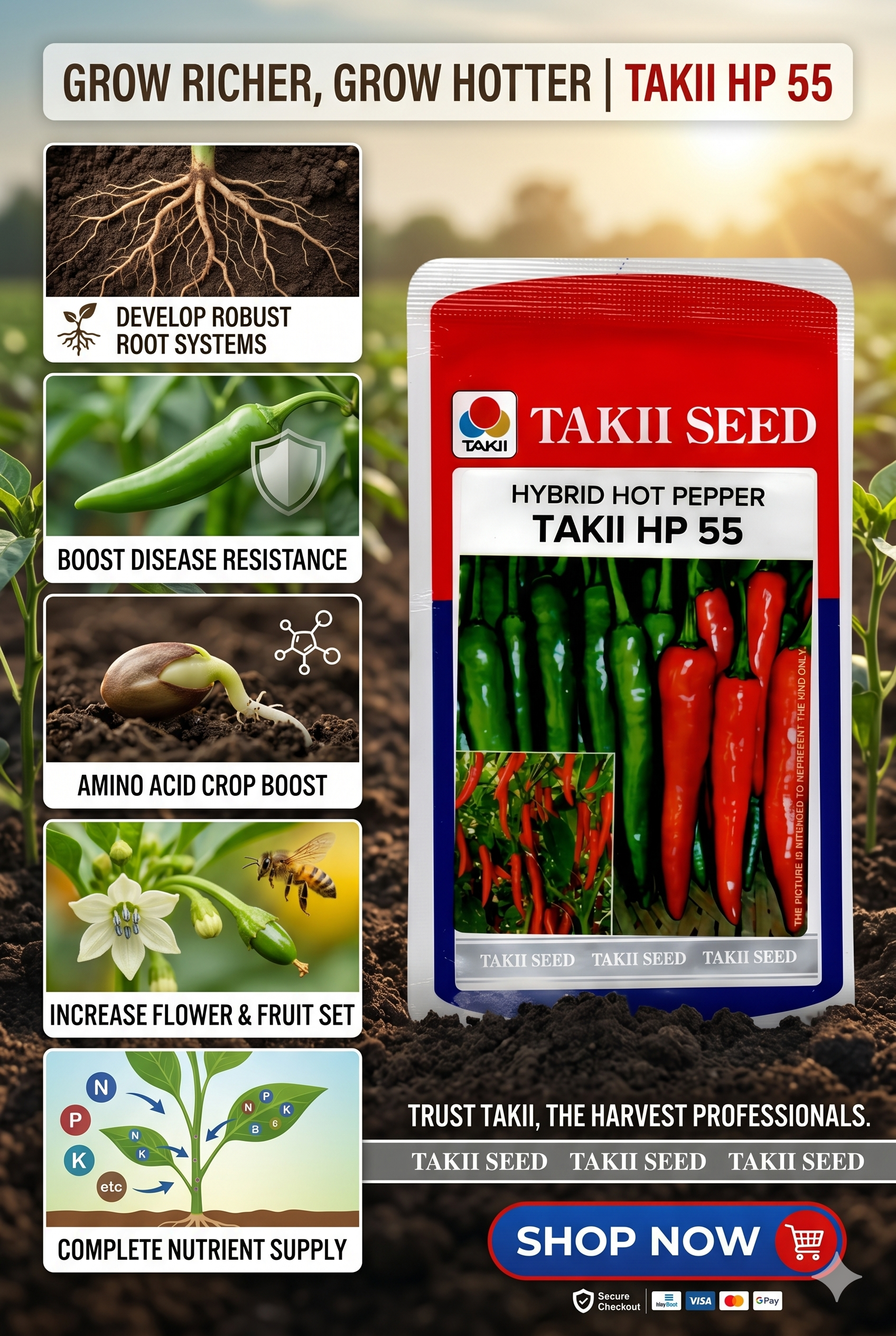 Hybrid Hot Pepper Takii HP 55 F1 Seeds | High Yield Spicy Chilli Variety
