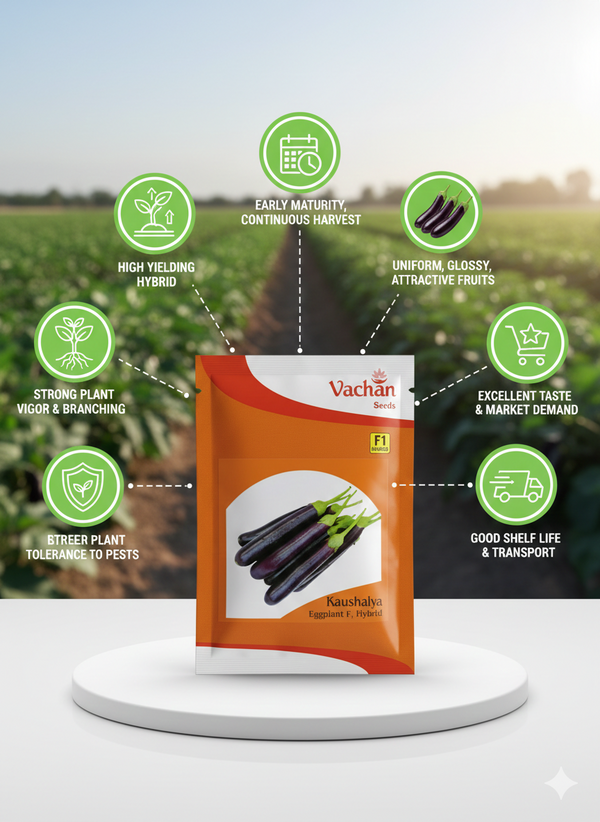 Kaushalya F1 Eggplant Hybrid | Home Gardening Seeds