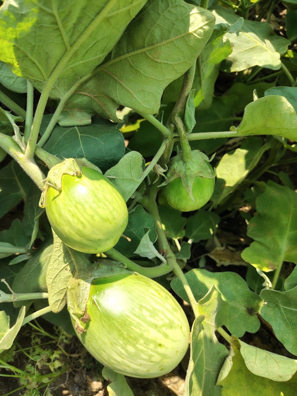 Long brinjal hybrid seeds