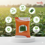 Mastani F1 Okra Hybrid | Home Gardening Seeds