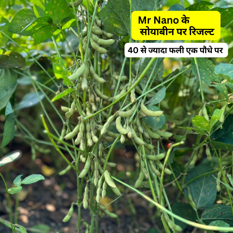 increase production in soyabean 