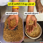 increase quality in soybean seed