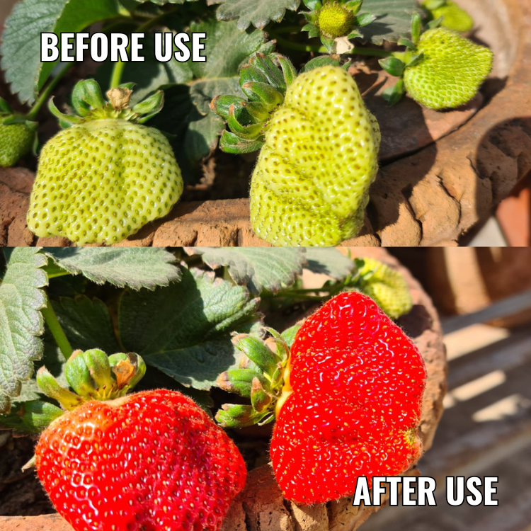 best plant growth promoter fertilizer