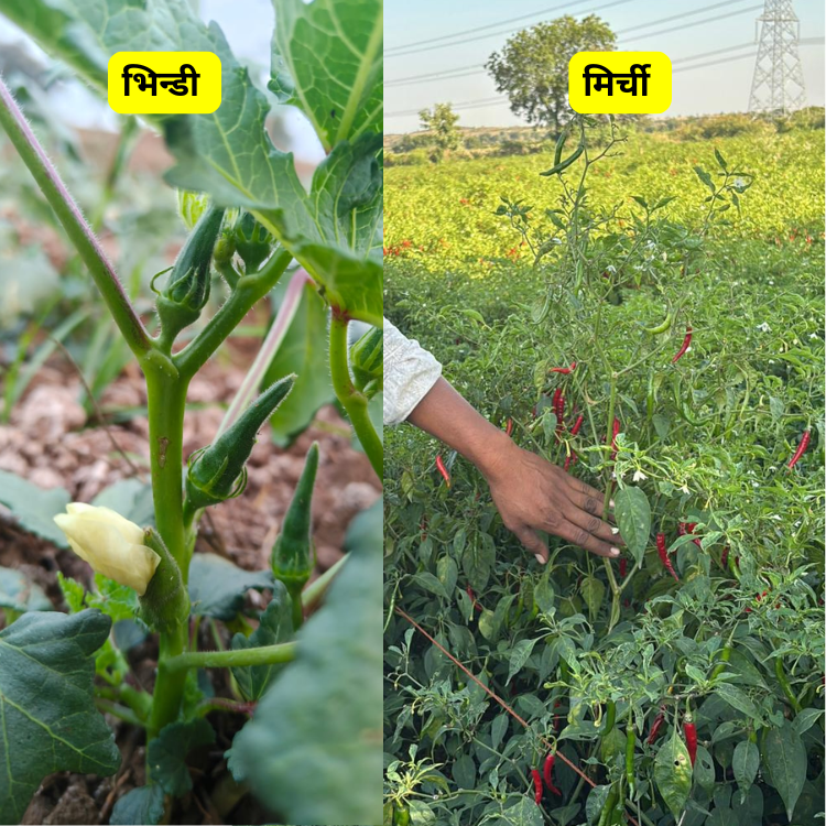 bhindi mai production, mirchi mai production, chilli production, chilli quality, ladyfinger quality 