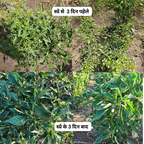 Chilli control virus spray