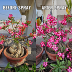Mr. Boost- Best fertilizer for Garden | Your Gardens Best Friend | Plant Growth Booster for Home Gardening