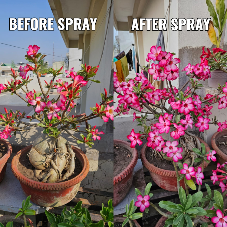 Mr. Boost- Best fertilizer for Garden | Your Gardens Best Friend | Plant Growth Booster for Home Gardening