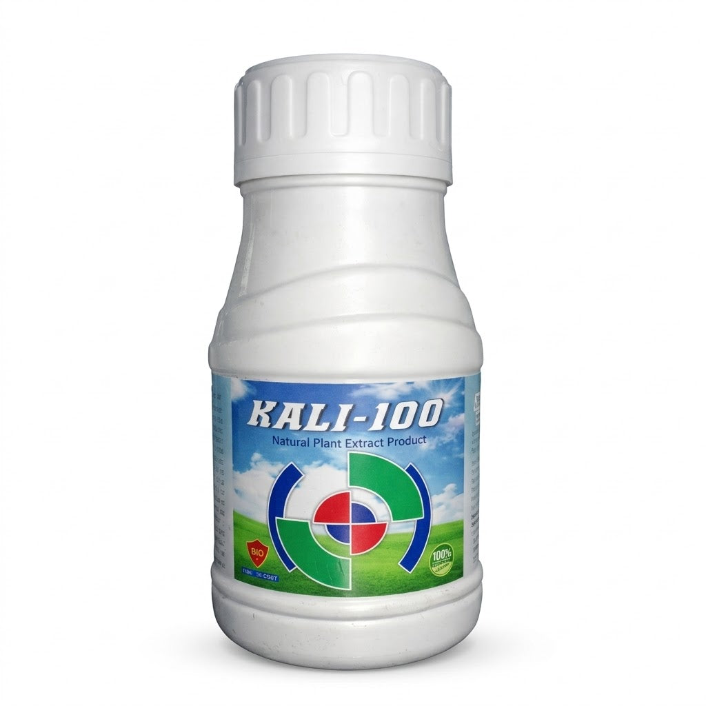 काली 100