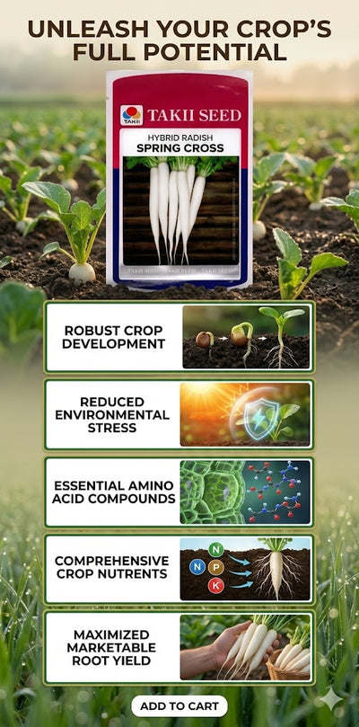 Radish Mino Early Long White Seeds | High Yield Long White Radish Variety