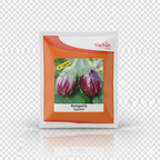 Rangeela F1 Eggplant Hybrid | Home Gardening Seeds