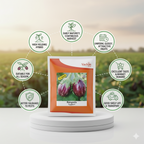 Rangeela F1 Eggplant Hybrid | Home Gardening Seeds