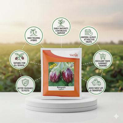 Rangeela F1 Eggplant Hybrid | Home Gardening Seeds
