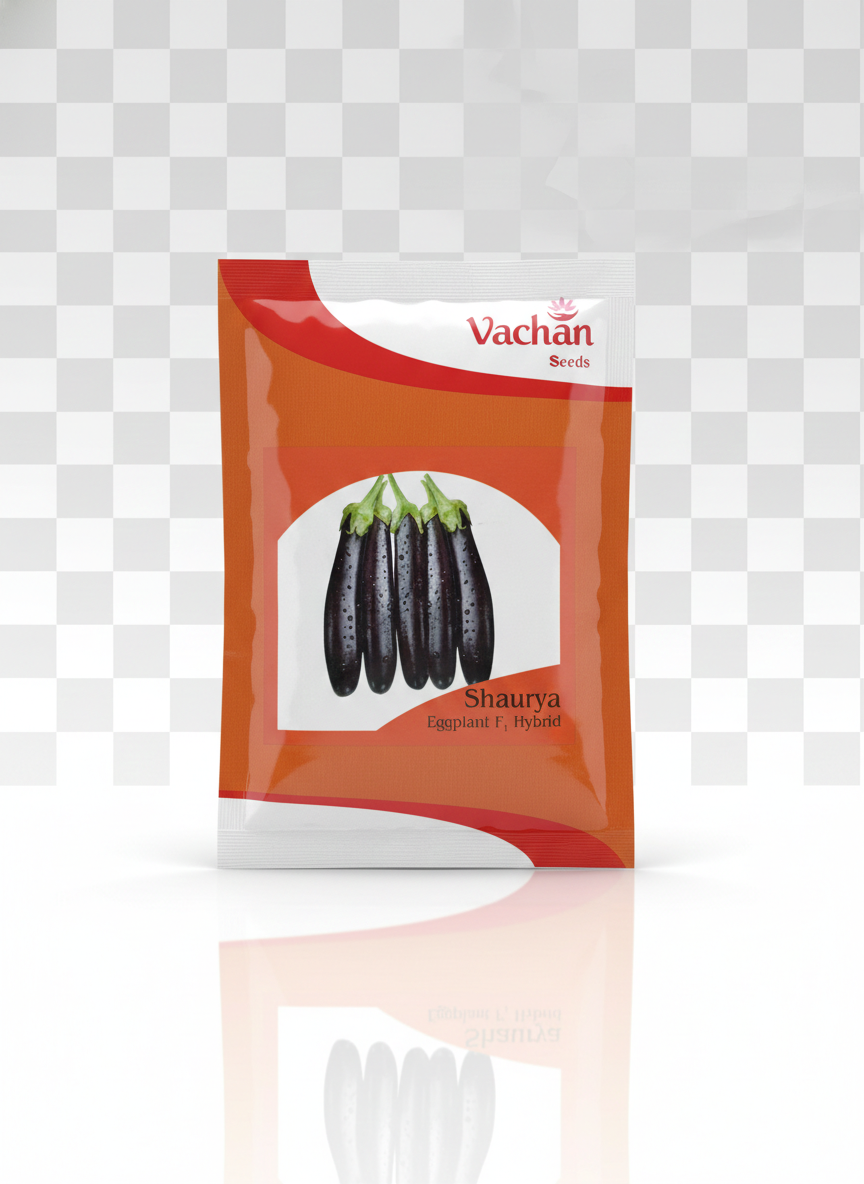 Shaurya F1 Eggplant Hybrid | Home Gardening Seeds