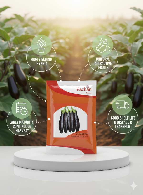 Shaurya F1 Eggplant Hybrid | Home Gardening Seeds